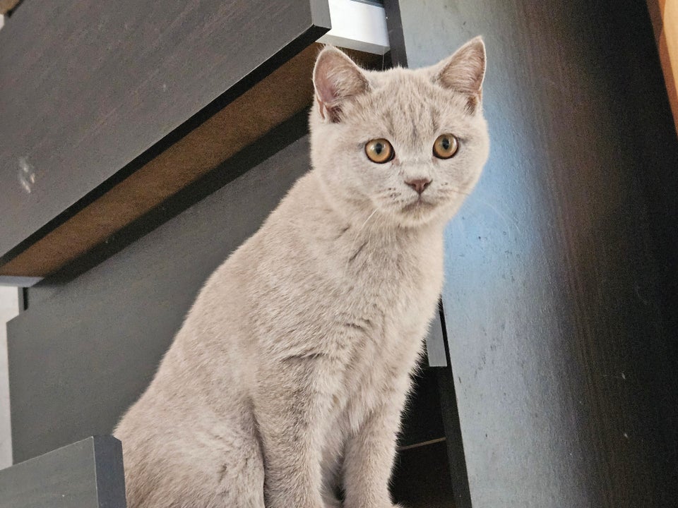 British shorthair killinger