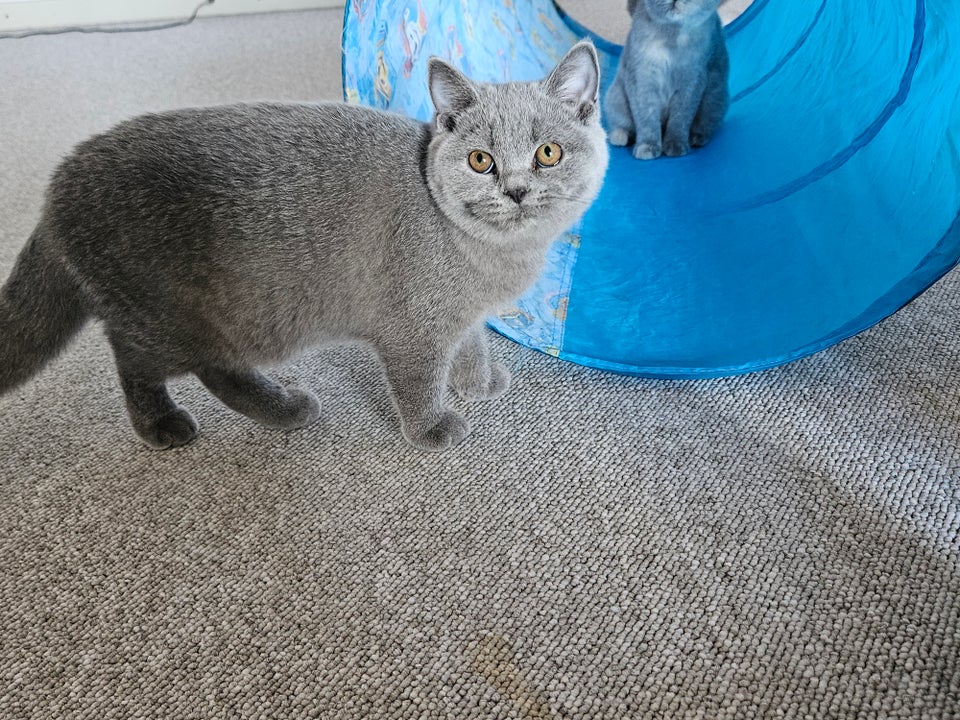 British shorthair killinger