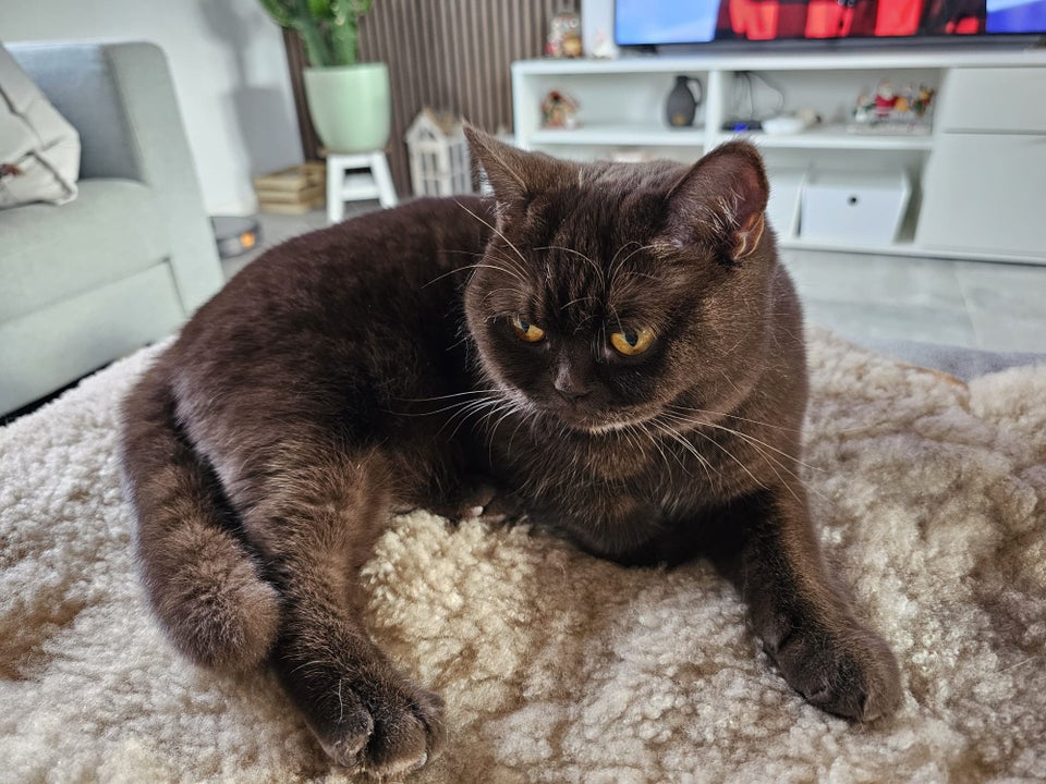 British shorthair killinger