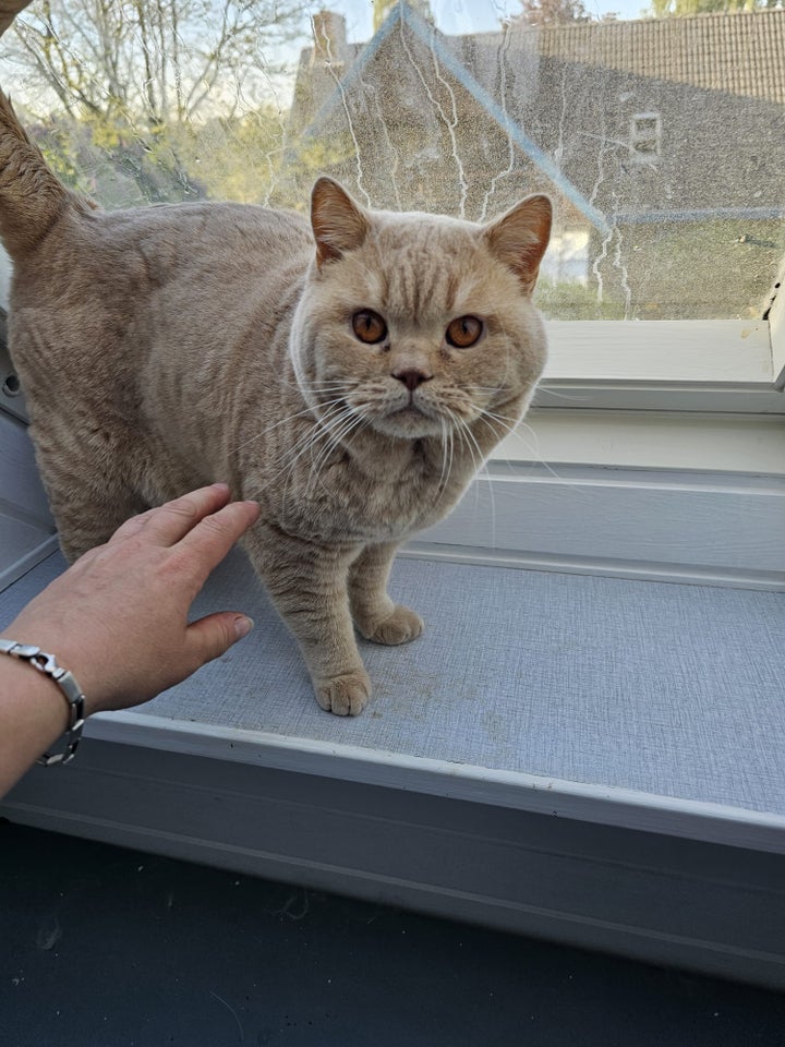 British shorthair killinger