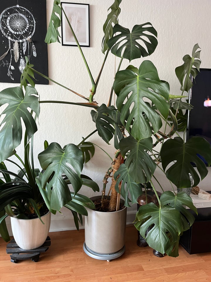 Stor stueplante Monstera / finger