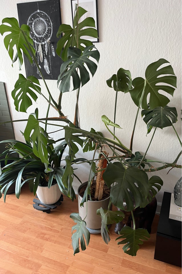 Stor stueplante Monstera / finger