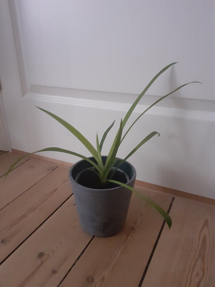 Grøn plante Væddeløber plante