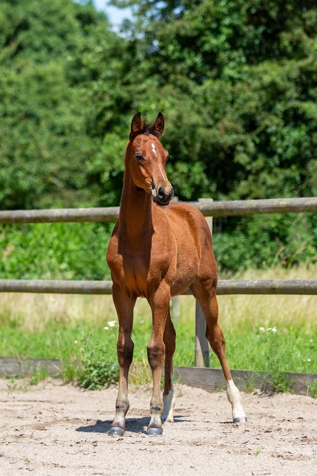 Trakehner, hingst, 0 år