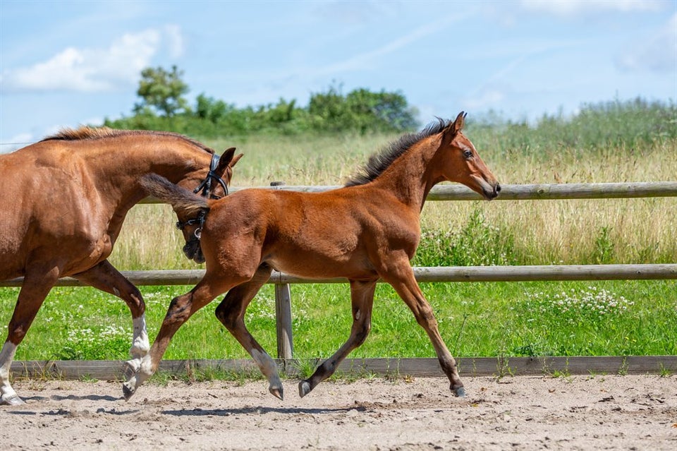 Trakehner, hingst, 0 år