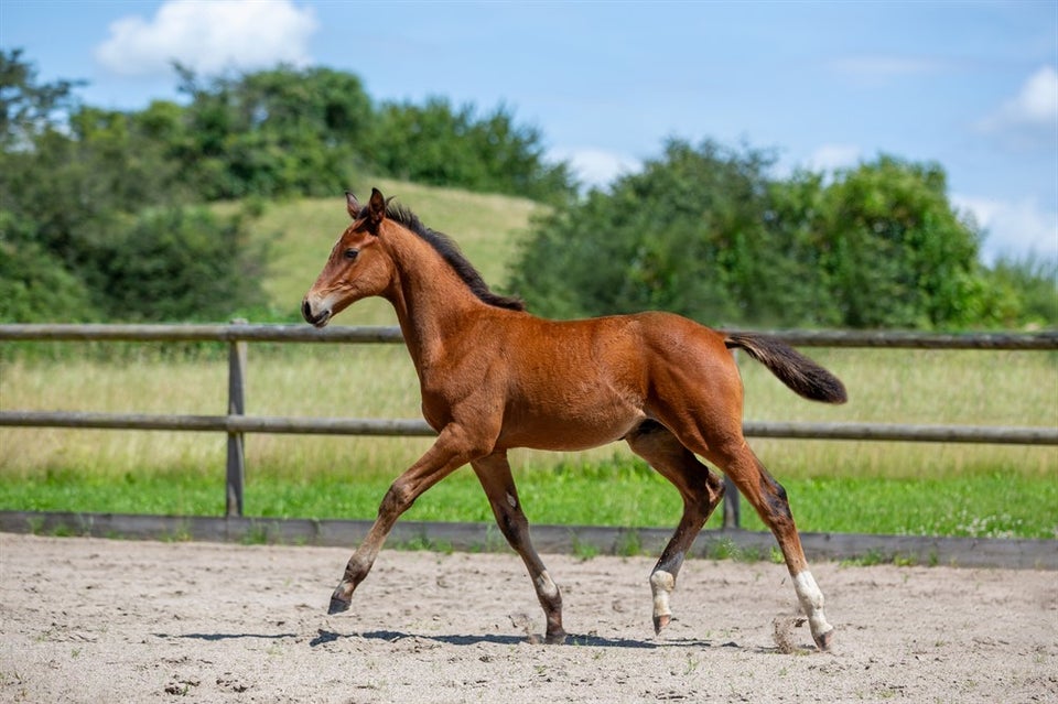 Trakehner, hingst, 0 år