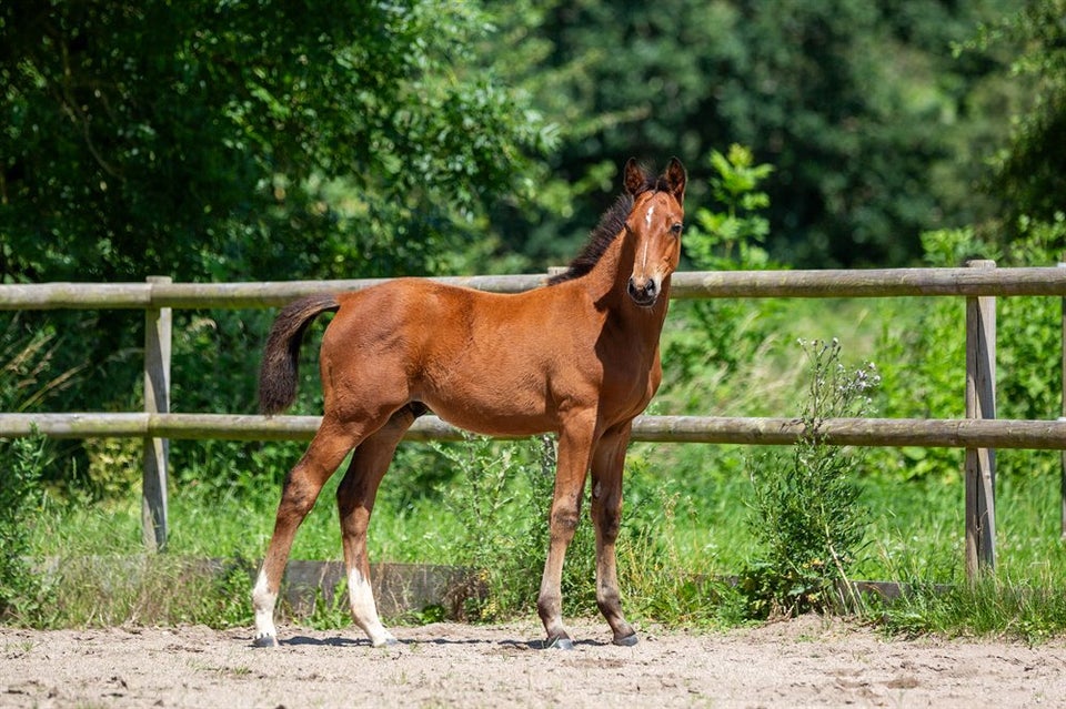 Trakehner, hingst, 0 år