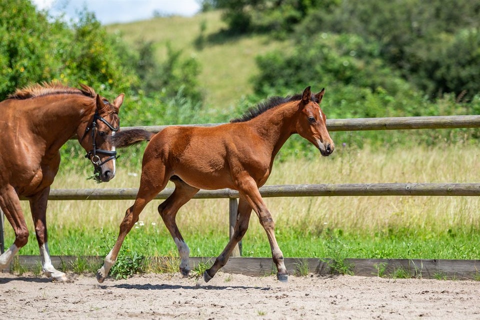 Trakehner, hingst, 0 år