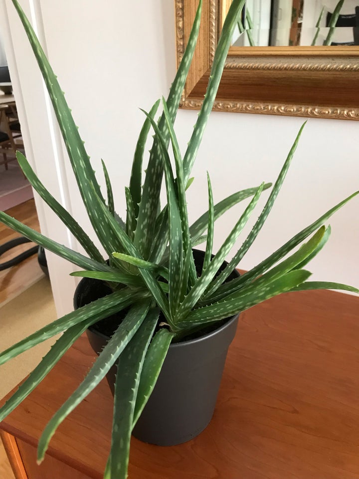 Stueplante ALOE VERA