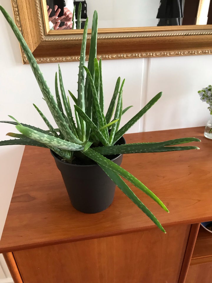 Stueplante ALOE VERA