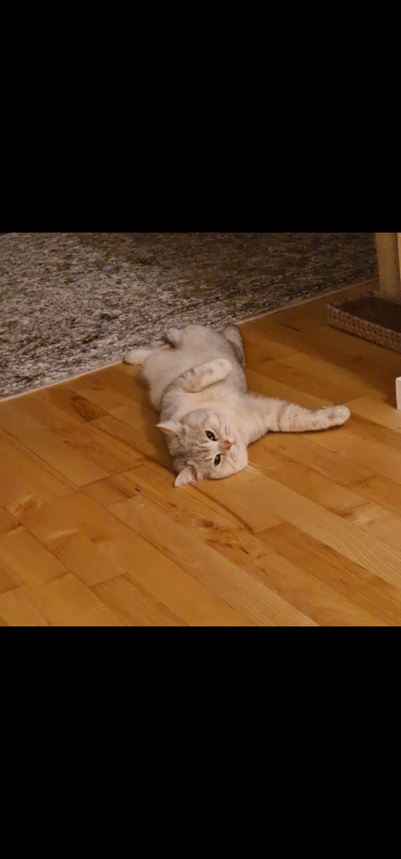 Hankat, British Shorthair, 2 år