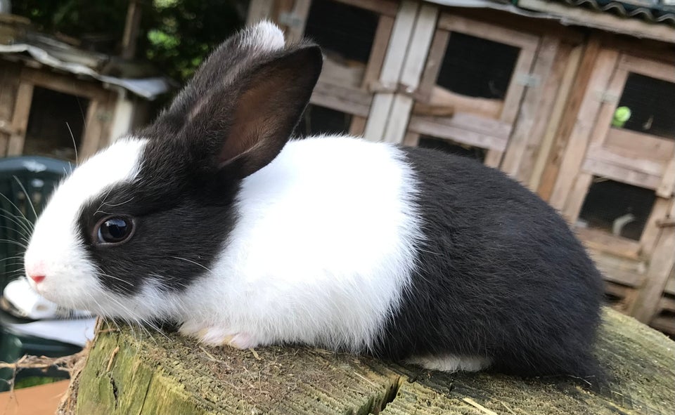 Kanin, HOLLÆNDER HAN SORT, 0 år