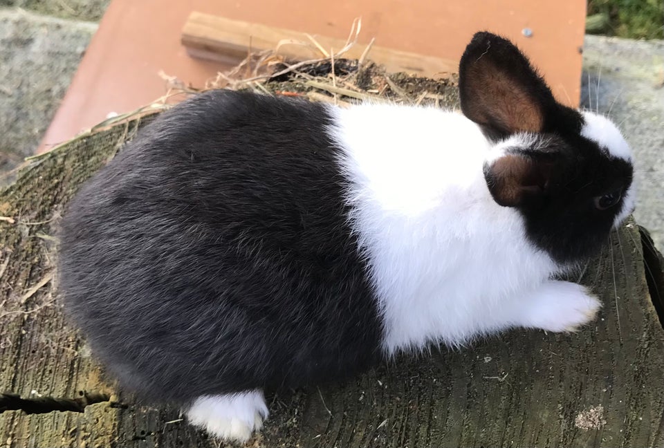 Kanin, HOLLÆNDER HAN SORT, 0 år