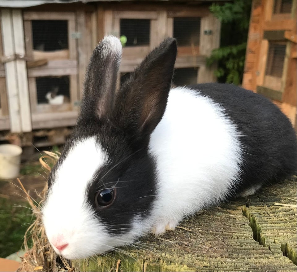 Kanin, HOLLÆNDER HAN SORT, 0 år