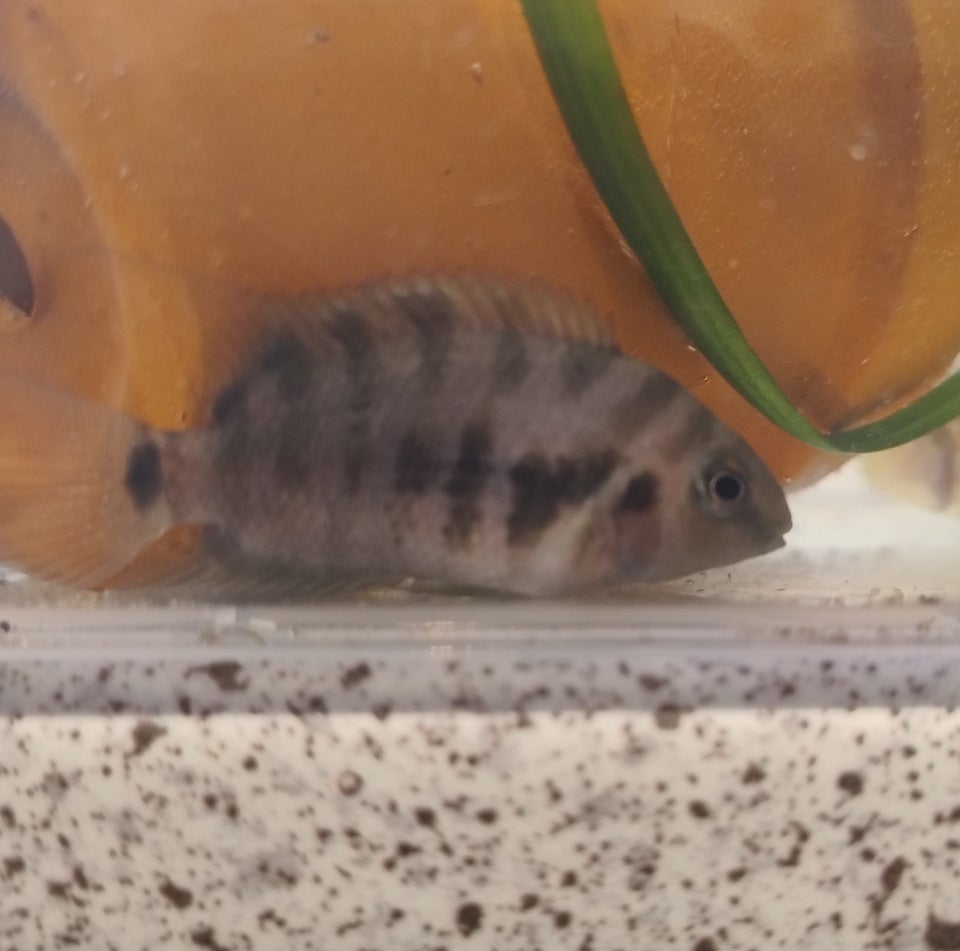 Zebra cichlider, 3 stk.