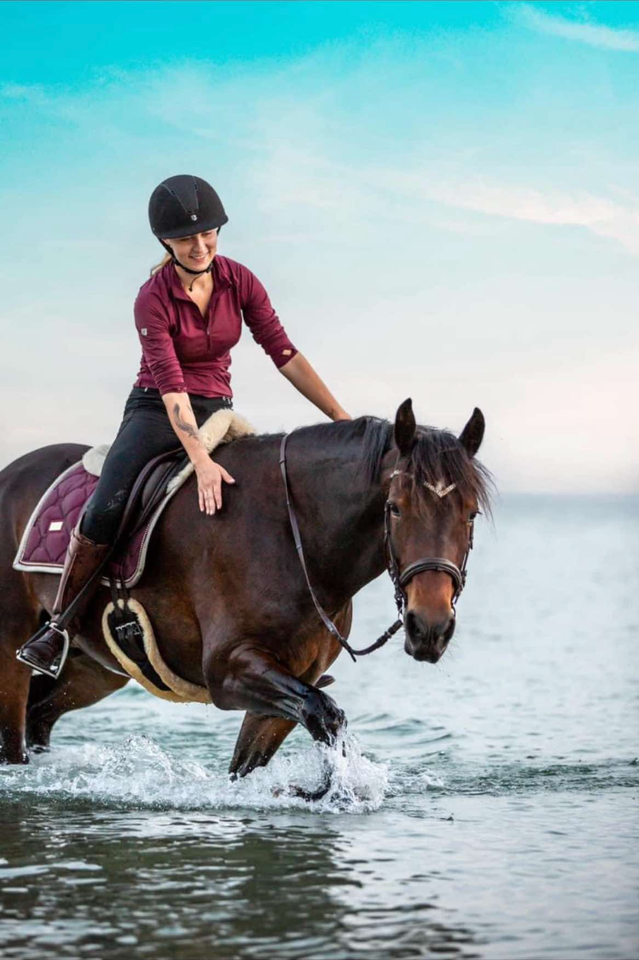 Welsh Cob vallak 7 år