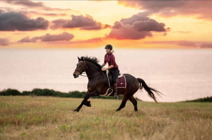 Welsh Cob vallak 7 år