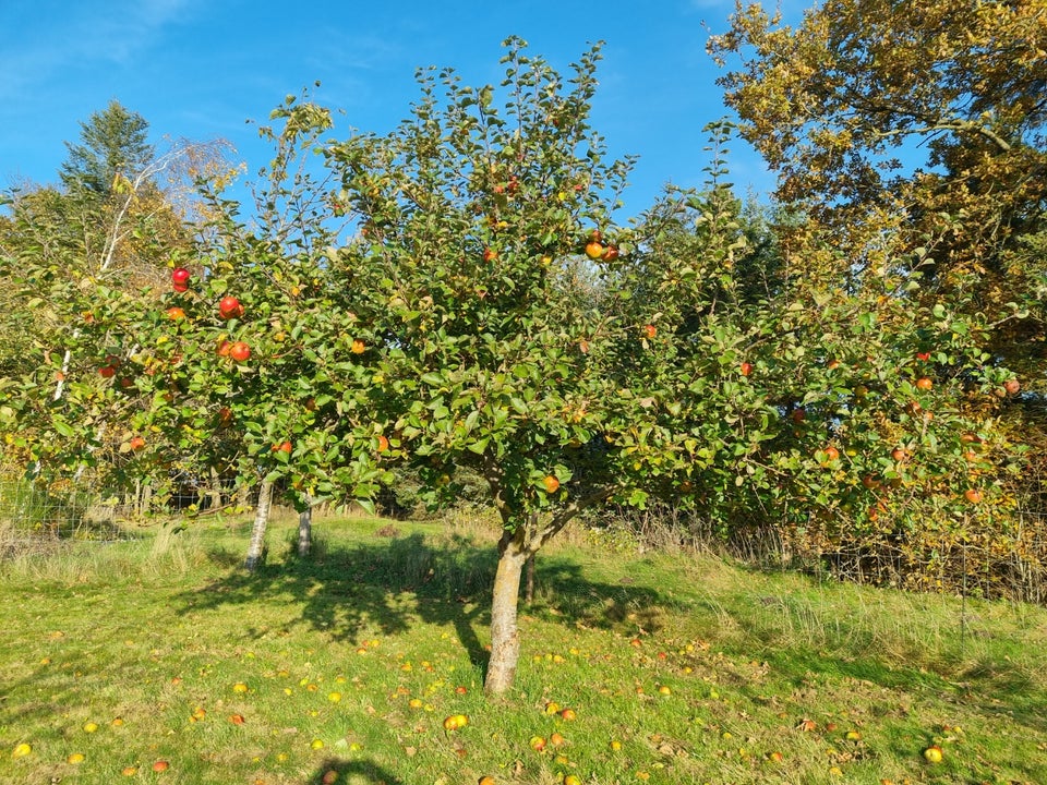 Pluk selv æbler, Bramley, Høve