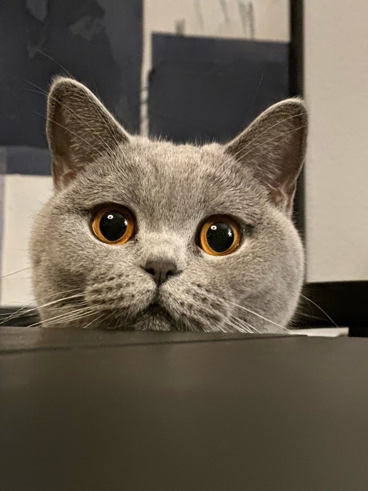 British Shorthair hunkat 3 år