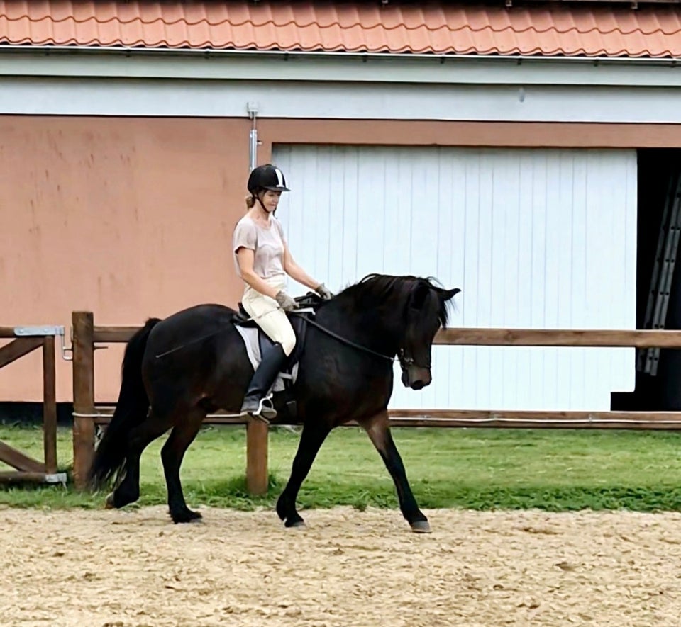 Islænder, vallak, 14 år