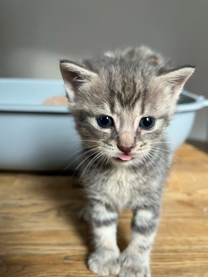 Flere killinger, scottish fold, 6