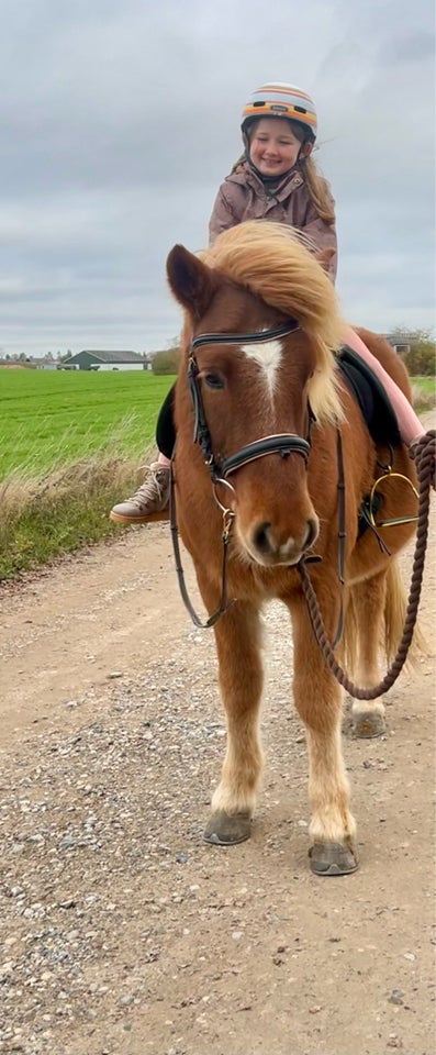 Islænder, vallak, 7 år