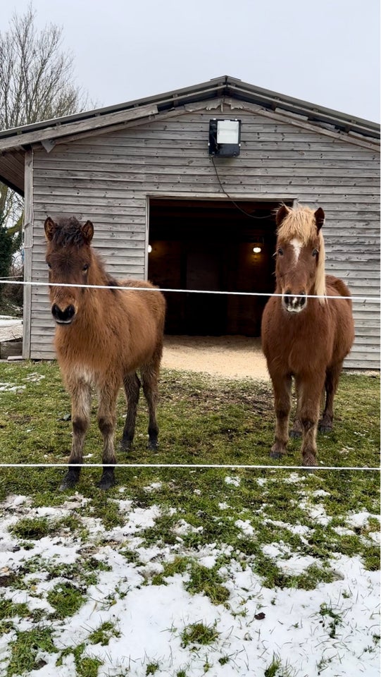 Islænder, vallak, 7 år