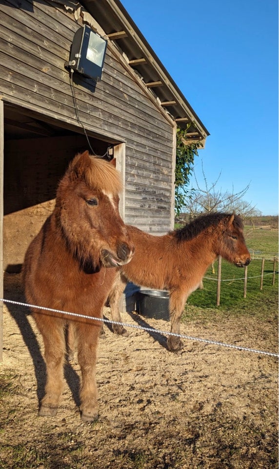 Islænder, vallak, 7 år