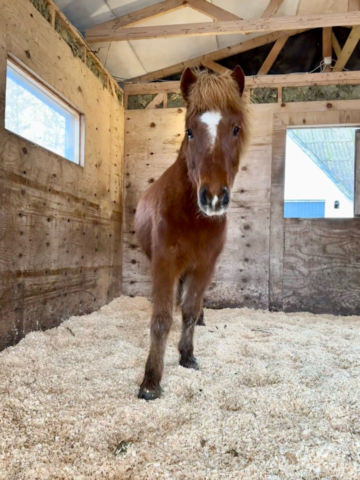 Islænder, vallak, 7 år