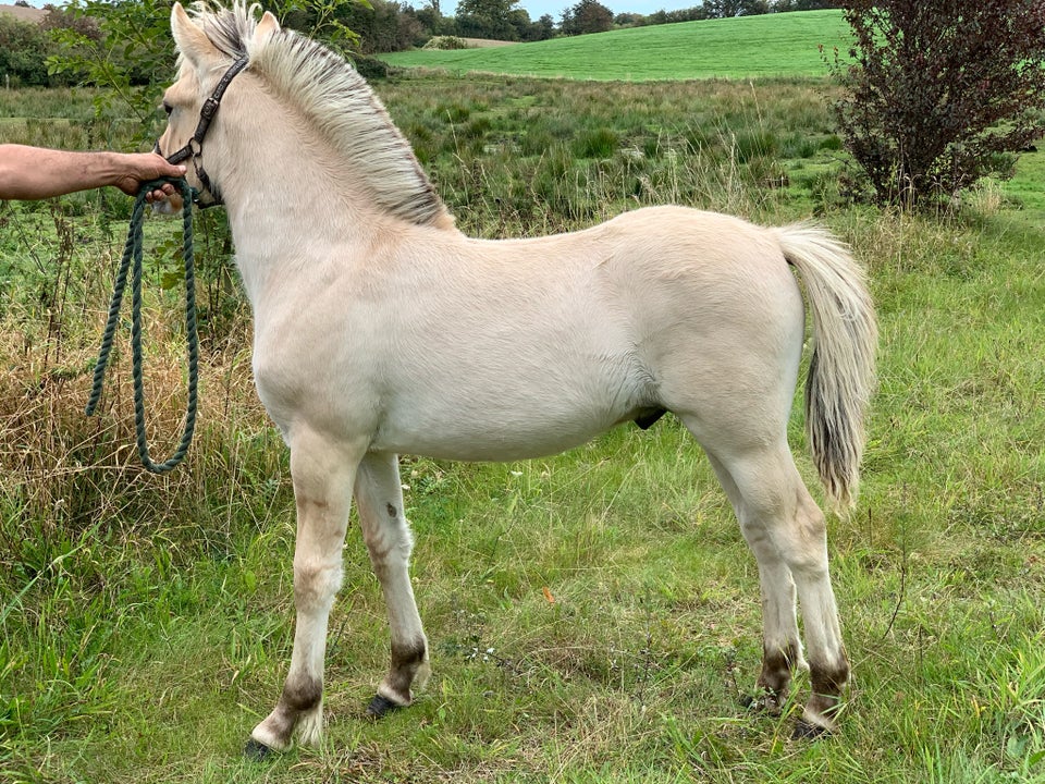 Fjordhest, hingst, 0 år