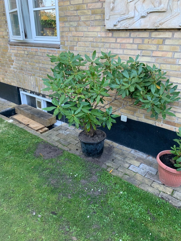 Rhododendron Ukendt