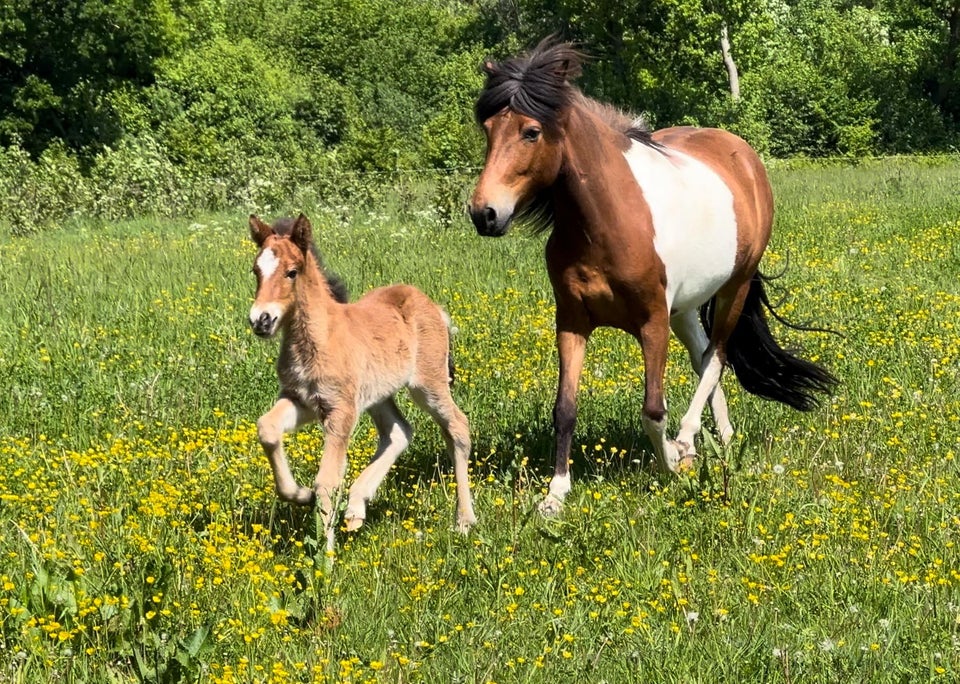 Islænder hingst 0 år