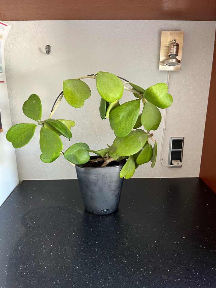 Stueplanter Hjerte hoya