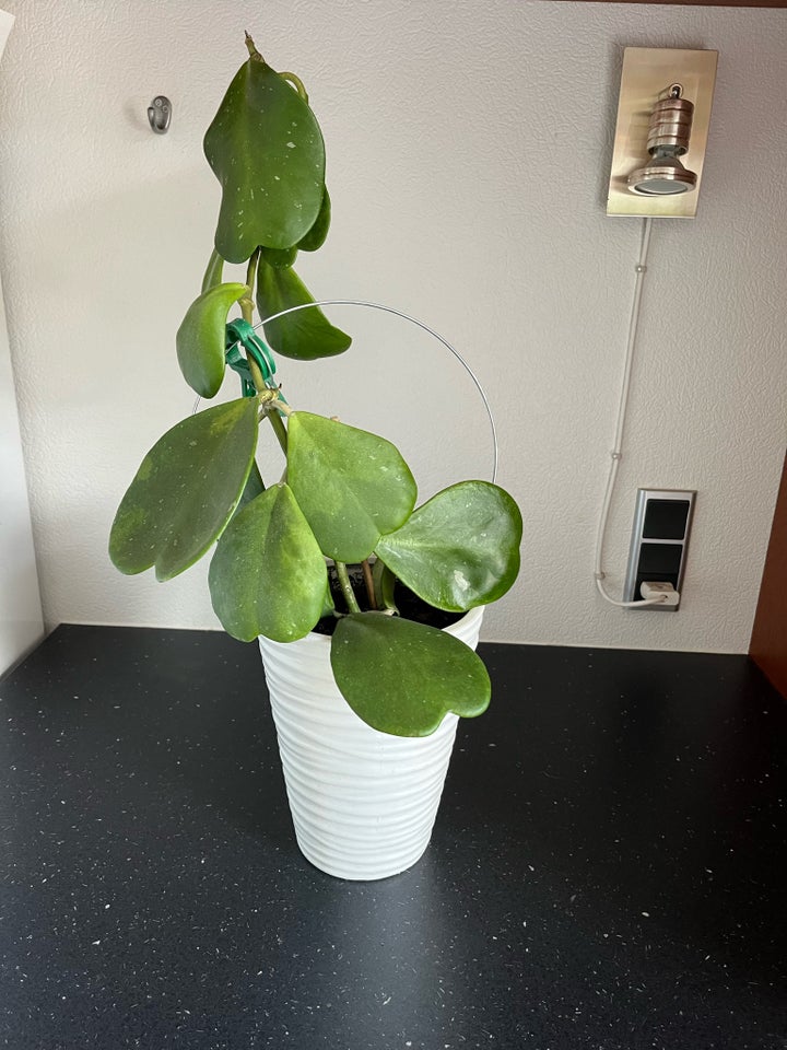 Stueplanter Hjerte hoya