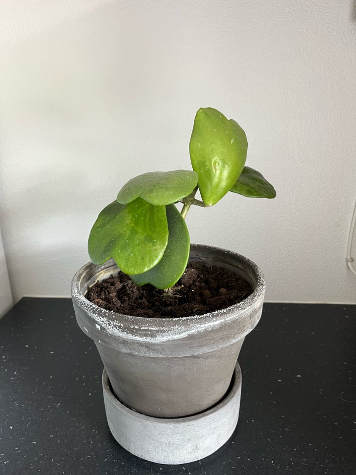 Stueplanter Hjerte hoya