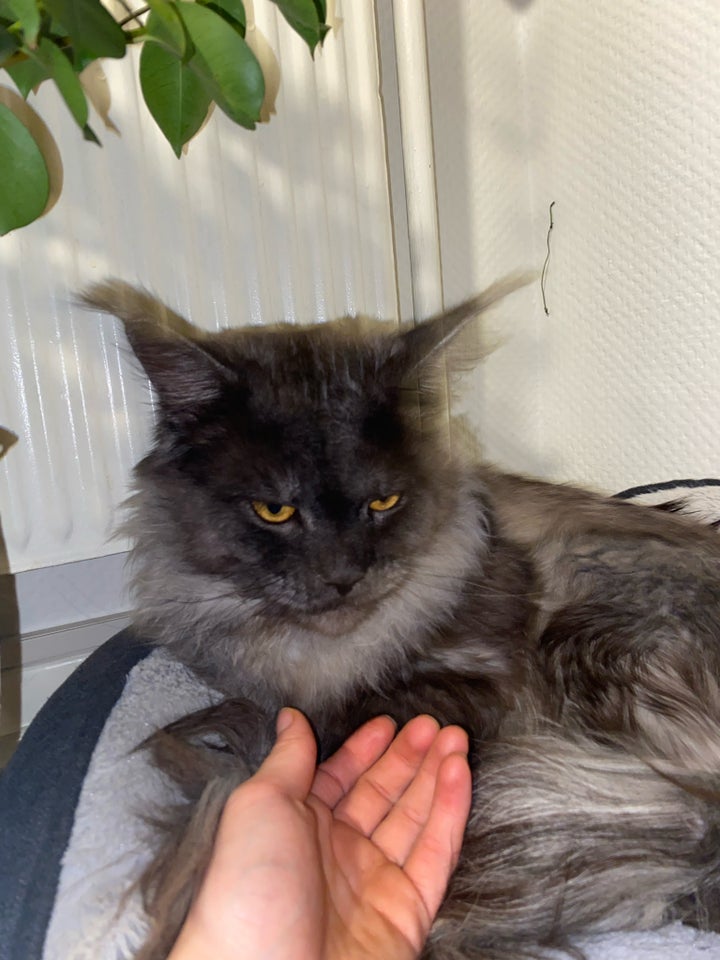 Hankat Mainecoon 12 mdr