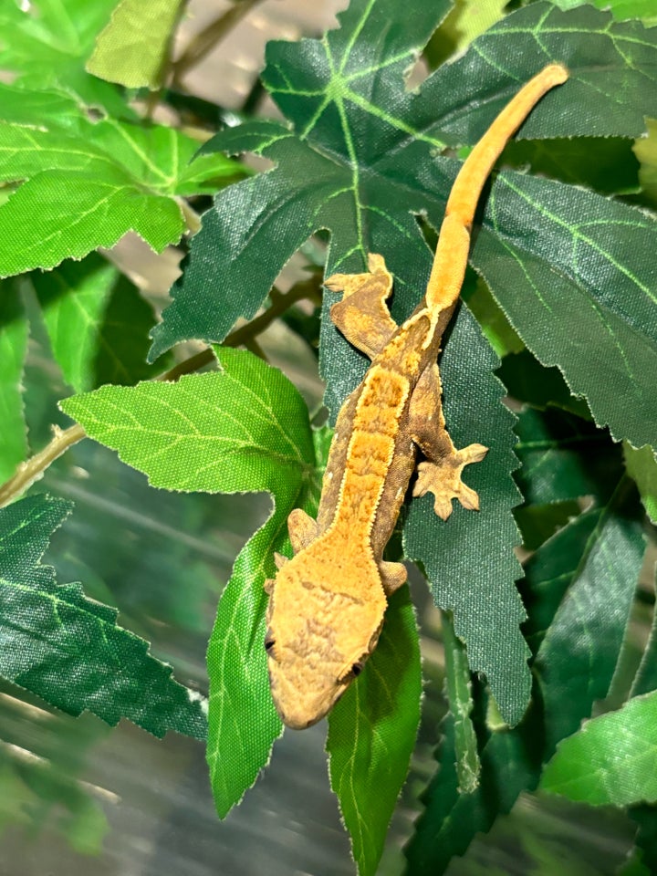 Gekko, Kronegekko