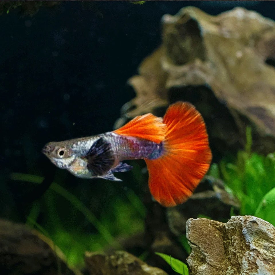 Platinium Dumbo Ear Red Tail Guppy