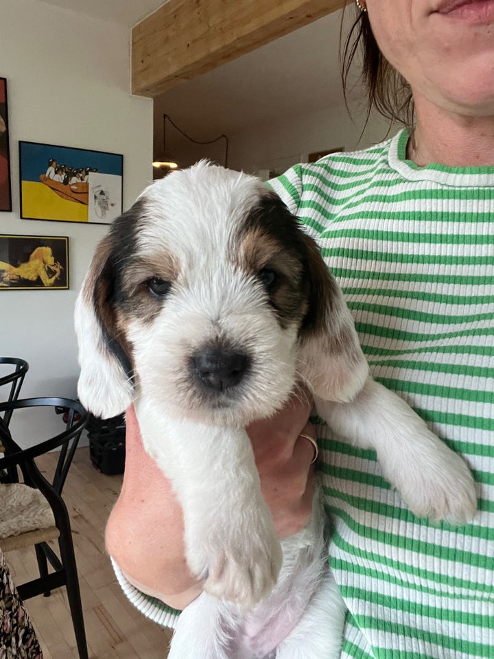 Petit Basset Griffon Vendeen