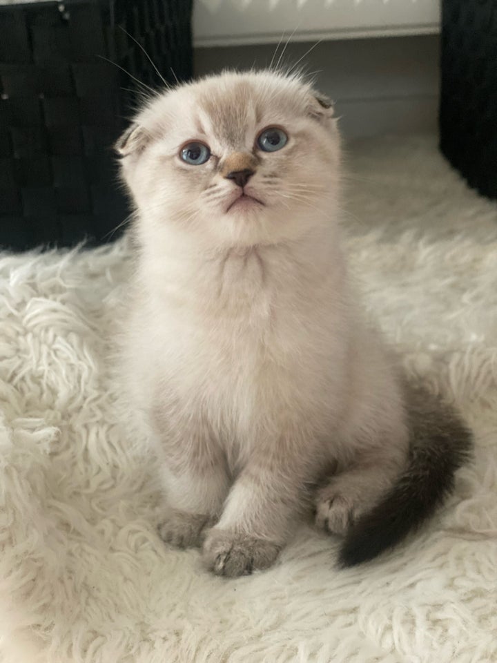 Hankat Ragdoll/ scottish-fold 7