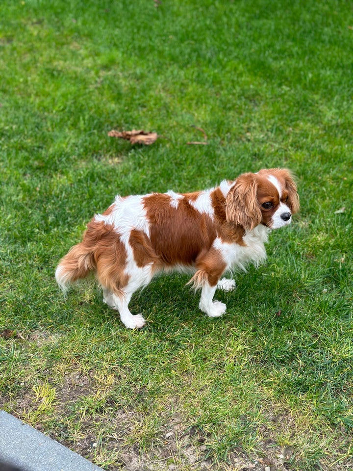 Cavalier king Charles spaniel,