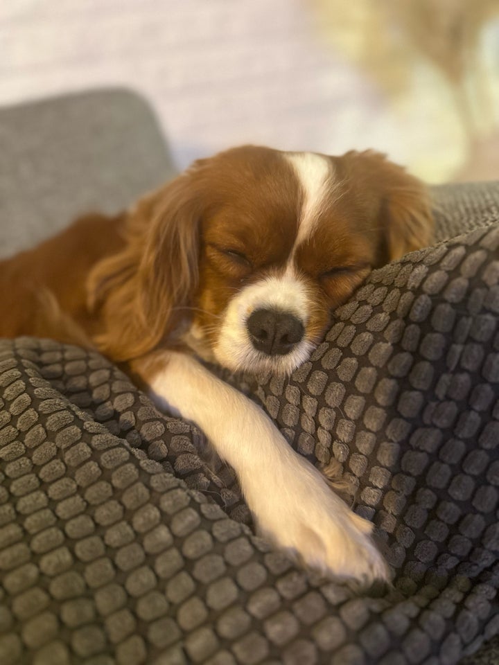 Cavalier king Charles spaniel,