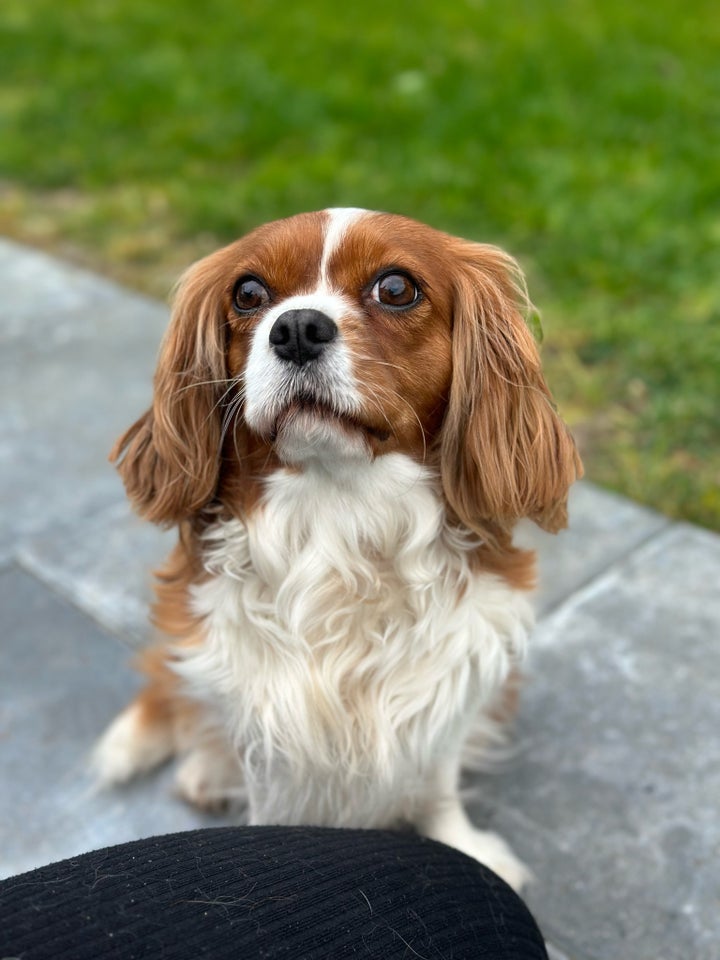 Cavalier king Charles spaniel,