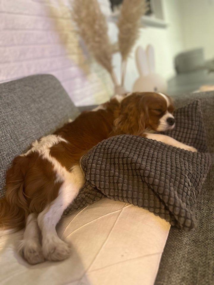 Cavalier king Charles spaniel,