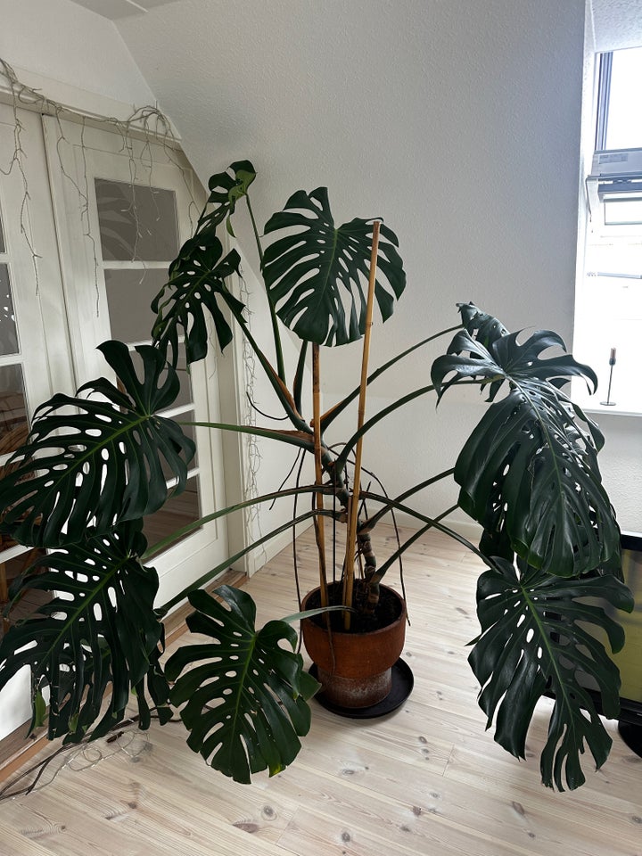 Monstera Kæmpe monstera