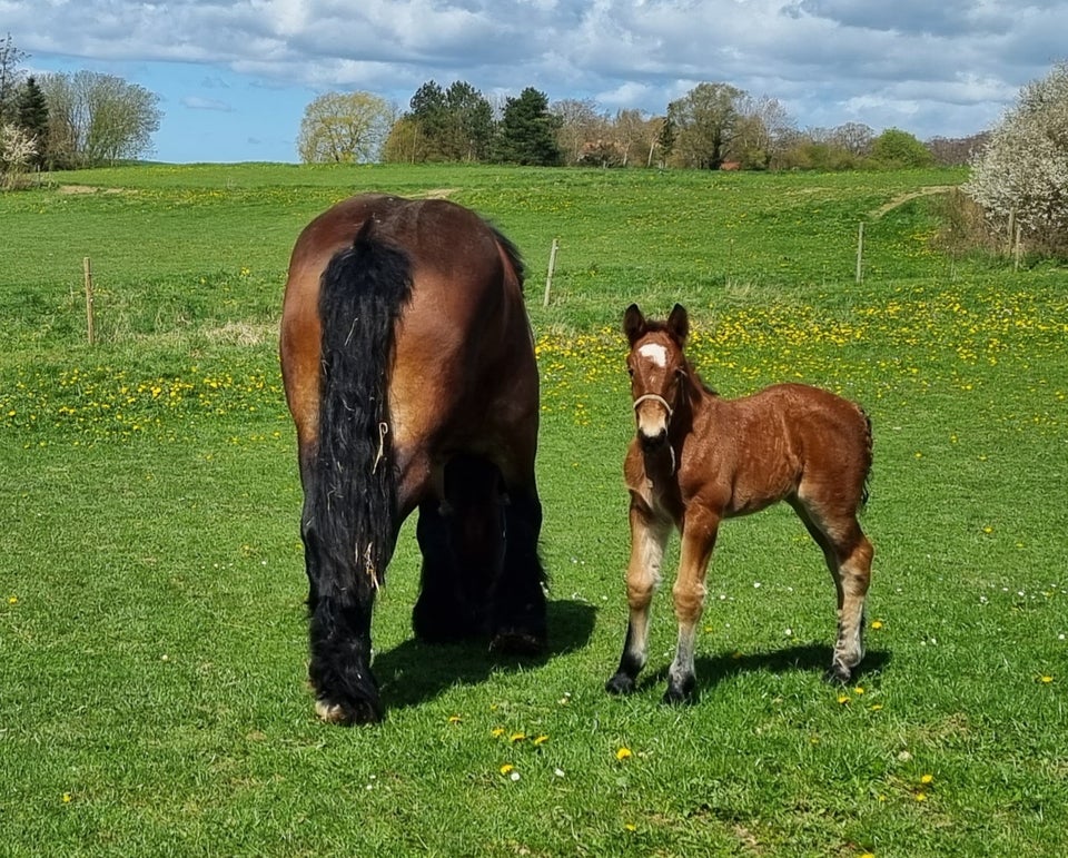 Belgier - koldblod, hoppe, 1 år