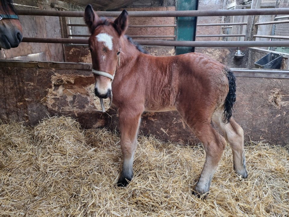 Belgier - koldblod, hoppe, 1 år