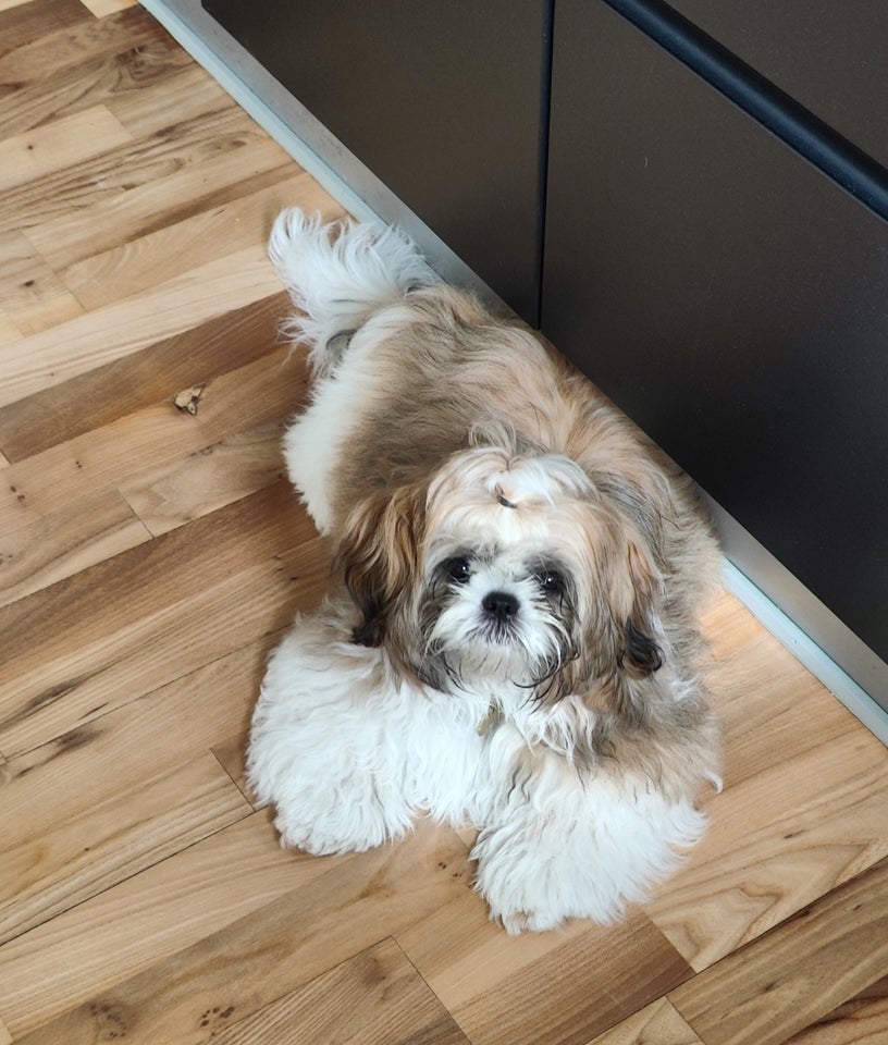 Shih - Tzu hvalpe 7 mdr