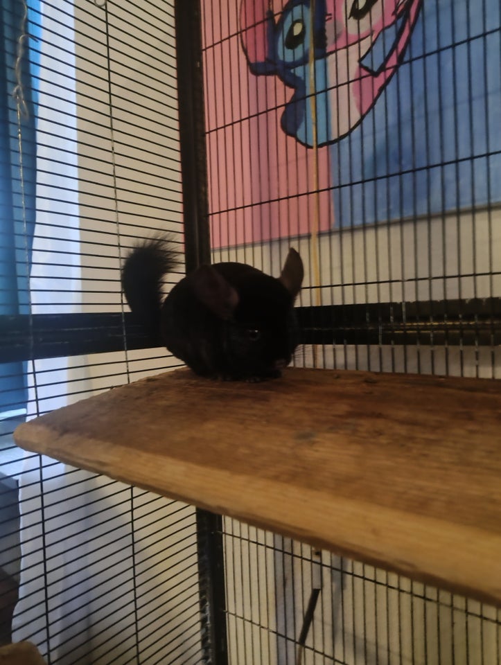 Chinchilla, 2 år