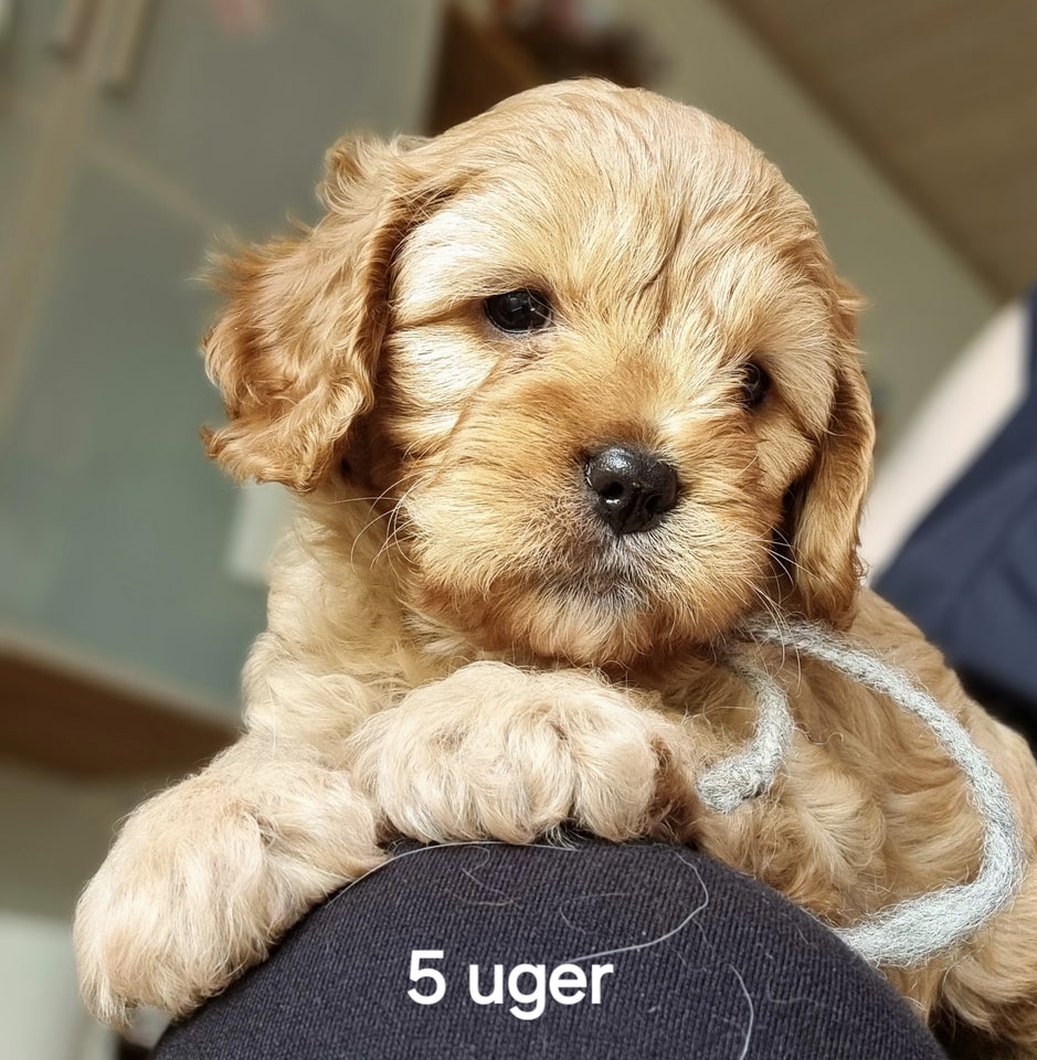 Cavapoo  hvalpe 6 uger